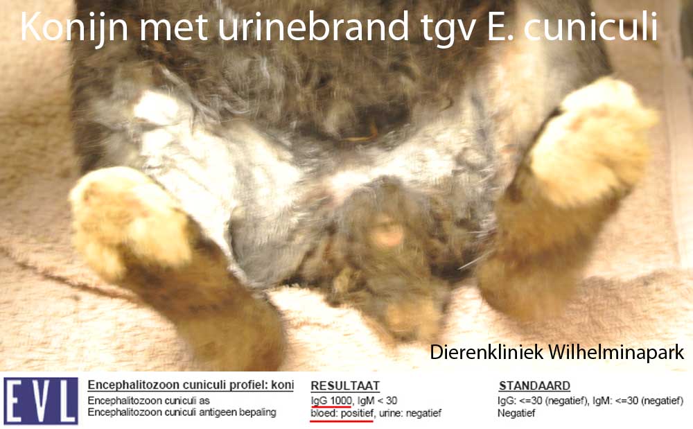 Bloed op E. cuniculi protozoen bij Sabientje die urinebrand had